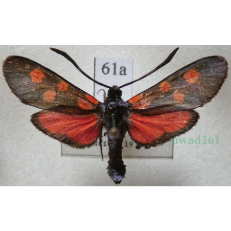 Zygaena angelicae Ochsenheimer, 1808 Kraśnik dzięgielowiec Slovakia61a